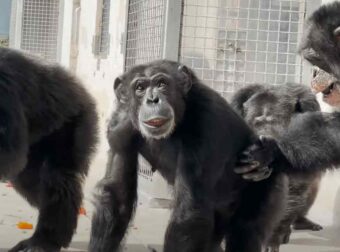 Η Vanilla βλέπει για πρώτη φορά ουρανό- Mια σταγόνα ελευθερίας για έναν χιμπατζή