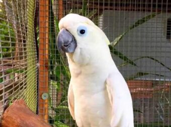 Ξένος παπαγάλος τραγουδάει άπταιστα πασίγνωστο ελληνικό τραγούδι! (Βίντεο)