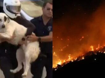 Εικόνες ελπίδας: Η συγκινητική στιγμή από τη φωτιά στη Μάνδρα που αστυνομικοί μεταφέρουν τρομοκρατημένο σκυλί