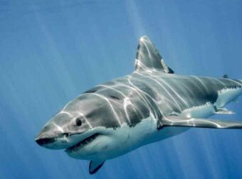 Φλόριντα: Επιστήμονες πιστεύουν πως καρχαρίες… τρώνε πακέτα κοκαΐνης που πετούν οι λαθρέμποροι στη θάλασσα