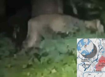 «Ακούγονταν βρυχηθμοί λιονταριού τη νύχτα»: Σoκ στο Βερολίνο, ψάχνουν παντού για τη λέαινα με όπλα και drones