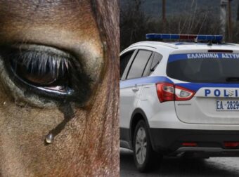 Αποτροπιασμός στη Χαλκίδα: Άλογο βασανίστηκε μέχρι θανάτου – Ήταν δεμένο με αλυσίδα και σχοινί μέχρι που πέθανε