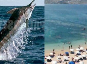 Χαμός σε ελληνική παραλία: Εμφανίστηκε αυτό το τεράστιο ψάρι και όλοι οι λουόμενοι έτρεχαν έξω από τη θάλασσα