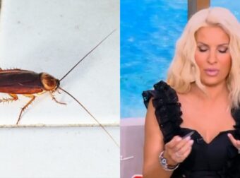 Ελένη Μενεγάκη: «Τέτοιο πρόβλημα στο σπίτι με τις κατσαρίδες, πολύ γκαντεμιά πόνος μεγάλος…»