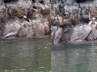Μητέρα φώκια σώζει την τελευταία στιγμή το μωρό της από τεράστιο αετό – Συγκλονιστικό βίντεο