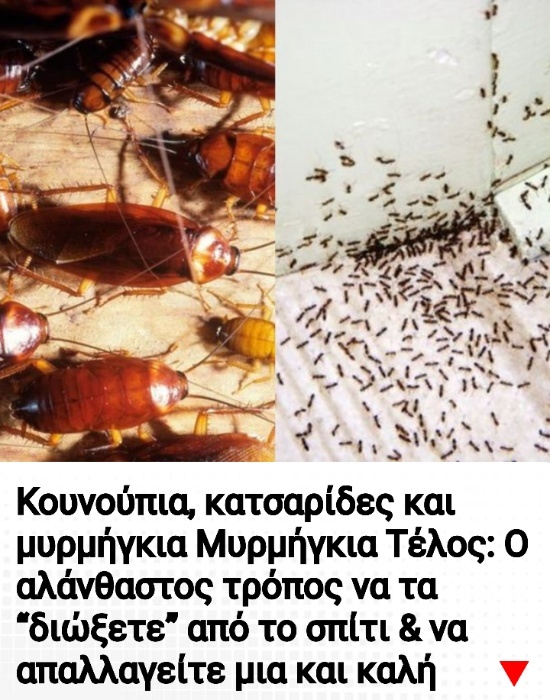 Κουνούπια, κατσαρίδες και μυρμήγκια Τέλος: Ο αλάνθαστος τρόπος να τα “διώξετε” από το σπίτι &#038; να απαλλαγείτε μια και καλή