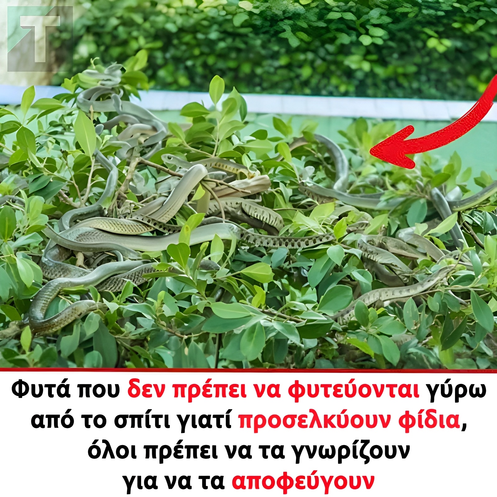 Φυτά που δεν πρέπει να φυτεύονται γύρω από το σπίτι γιατί προσελκύουν φίδια, όλοι πρέπει να τα γνωρίζουν για να τα αποφεύγουν