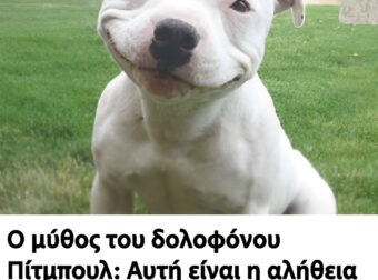 Ο μύθος του δολοφόνου Πίτμπουλ: Αυτή είναι η αλήθεια για την πιο παρεξηγημένη ράτσα σκύλων