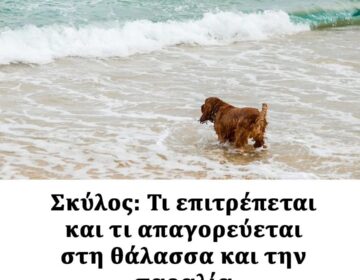 Σκύλος: Τι επιτρέπεται και τι απαγορεύεται στη θάλασσα και την παραλία