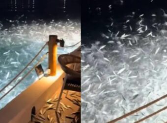 Χαμός σε πασίγνωστο του Αμβρακικού κόλπου: Τα ψάρια «τρελάθηκαν» κι άρχισαν να πηδάνε έξω από το νερό