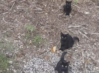 Οι κανονικοί άνθρωποι βλέπουν μόνο 3 γάτες