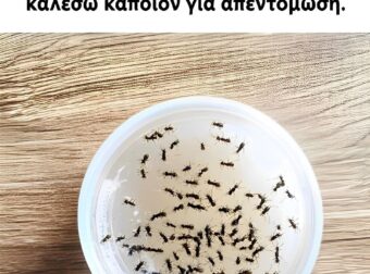 Ο πατέρας μου μου έδειξε με ένα κόλπο πώς να εμποδίζω τα μυρμήγκια να μπαίνουν στην κουζίνα χωρίς να καλέσω κάποιον για απεντόμωση. Δείτε πώς λειτουργεί.