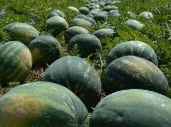 Οικονομική καταστροφή για τους καρπουζοπαραγωγούς στην Ελλάδα λόγω απεργίας στα πλοία της Αδριατικής