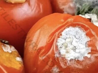 Μην πετάτε τις χαλασμένες ντομάτες – Έχουν 4 χρήσιμες χρήσεις που θα σας εκπλήξουν