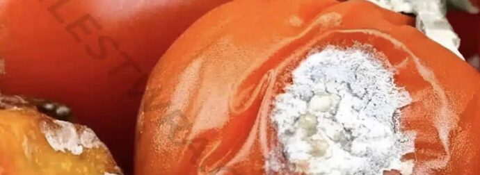 Μην πετάτε τις χαλασμένες ντομάτες – Έχουν 4 χρήσιμες χρήσεις που θα σας εκπλήξουν