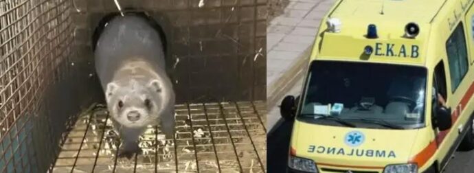 Σοκ στους Μανιάκους: Μινκ επιτέθηκε και ακρωτηρίασε το χέρι ηλικιωμένης που ήταν καθηλωμένη στο κρεβάτι της