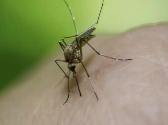 Ιός Δυτικού Νείλου: 75 τα κρούσματα – Σε ποιες περιοχές της χώρας έχουν εντοπιστεί