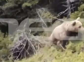 ΒΙΝΤΕΟ ΣΟΚ- Επίθεση αρκούδας σε ορειβάτη στη Δράμα, η στιγμή της πτώσης του στον γκρεμό