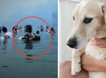 Αντίο Αμόρ! Πέθανε ο σκύλος – σύμβολο στη μεγάλη φωτιά στο Μάτι