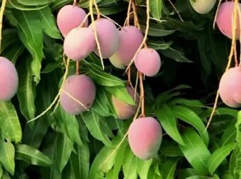 Ένα φρούτο για όλα: Καρδιά, Διαβήτη, Μνήμη και Χοληστερίνη!!!