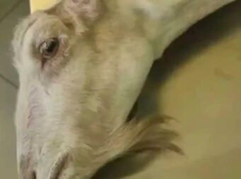 Φρίκη στην Ηλεία: Πέταξαν κοντά στο φράγμα του Αλφειού ζωντανή κατσίκα που είχε ακρωτηριαστεί λόγω παστουρώματος