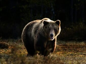 Ιωάννινα: Ηλικιωμένος δέχθηκε επίθεση από αρκούδα στην αυλή του σπιτιού του – Νοσηλεύεται με σοβαρά τραύματα