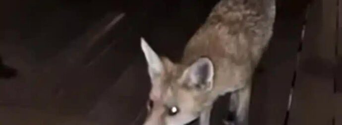 Αλεπού σε εστιατόριο ξενοδοχείου, κυκλοφορούσε ανάμεσα στα τραπέζια στη Γλυφάδα