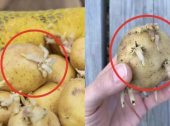 Φυτρωμένες πατάτες: Ο σιωπηλός εχθρός στην κουζίνα σας που μπορεί να βλάψει την υγεία σας