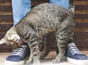 Η γάτα μου τρίβεται και ξύνεται πάνω μου – Τι σημαίνει αυτό