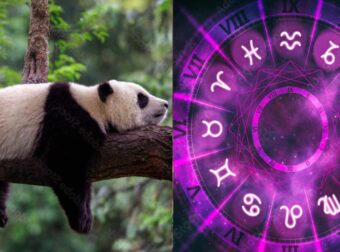 Αuτό είναι το πιο τεμπέλικο ζώδιο – Δεν ξεκολλάει από τον καναπέ, Βαριέται τα πάντα