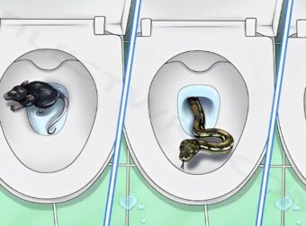 5 πλάσματα που μπορούν να σέρνονται μέσα από την τουαλέτα σας και πώς να τα σταματήσετε