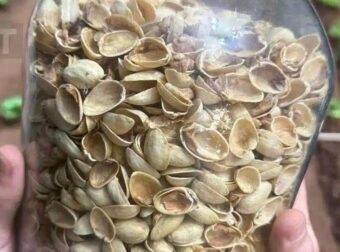 Οι περισσότεροι άνθρωποι πετούν τα κελύφη από φιστίκια χωρίς να συνειδητοποιούν πόσο πολύτιμα είναι.