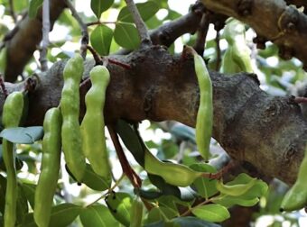 Η τροφή της κατοχής, κορυφαία πήγη ασβεστίου και σιδήρου, που ρίχνει σάκχαρο και χοληστερόλη και διατηρεί τα οστά γερά