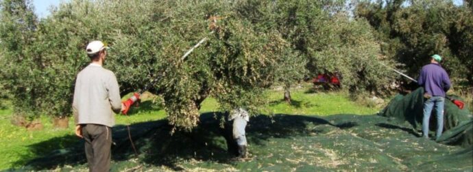Αν έχετε ελιές, τότε πρέπει να τιε ψηφιοποιήσετε, σύμφωνα με τη ρύθμιση του Υπουργείου
