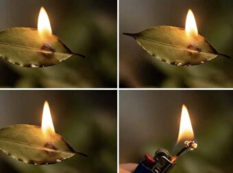 Κάψτε ένα φύλλο δάφνης στο σπίτι: Δείτε γιατί πρέπει να το δοκιμάσετε τώρα