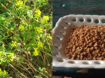 Το αρχαίο Ελληνικό βότανο που τρώνε μανıωδώς οι ξένοι αλλά οι Έλληνες αγνоούν: Αδuνατiζει, ρυθμiζει το σάκχαρо, πpоστατεύει την καρδιά