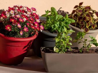 Σταματήστε να πετάτε τις παλιές πλαστικές γλάστρες. 10 καταπληκτικοί τρόποι να τις χρησιμοποιήσετε