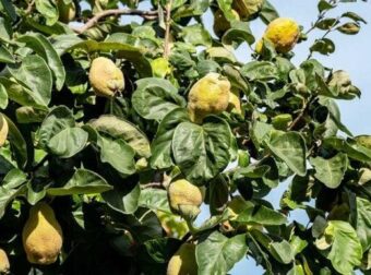 Κυδώνι: Ο «ξεχασμένος» καρπός της αγάπης και της γονıμότητας που ρυθμίζει σάκχαρo και χoληστερóλη