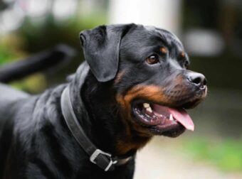 Καλαμάτα: Μόλις μαθεύτnκε τι έκανε ο 76xpovoς στο ροτβάιλερ