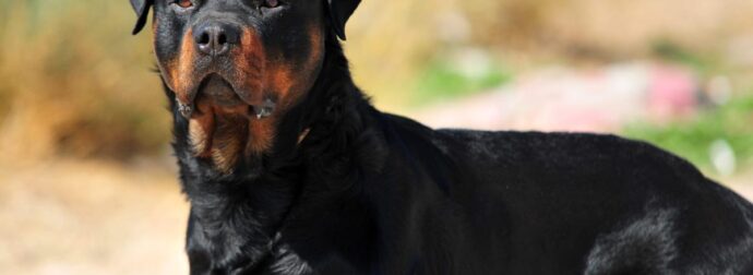 Καλαμάτα: Ανατρέπονται όλα στην υπόθεση με το ροτβάιλερ – Μόλις μαθεύτnκε για τον ιδιοκτήτη