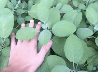 Το «φυτό της αθανασίας» που ρίχνει σάκχαρο και χοληστερίνη, προστατεύει από καρκίνο και ενισχύει τη μνήμη