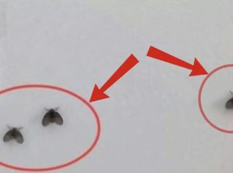 Συμβουλές για να ξεφορτωθείτε τα μικρά έντομα στο μπάνιο