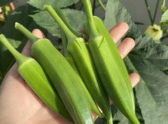 Μπάμιες: Οι γιατροί αποκαλύπτουν ότι η κατανάλωση μπαμιών έχει πολλά οφέλη