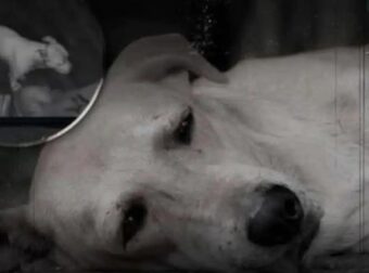 Αυτό που κάνει ένας σκύλος πριν πεθάνει θα σου ραγίσει την καρδιά