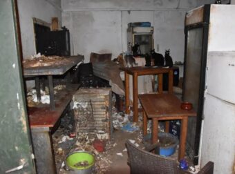 Δονούσα: Συνελήφθη 63χρονος που κρατούσε 58 γάτες εγκλωβισμένες σε άθλιες συνθήκες – Έφαγε τεράστιο πρόστιμο