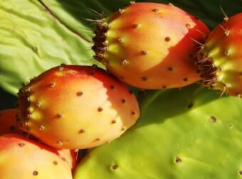 Φραγκόσυκα: Να γιατί πρέπει να τα τρώμε – Πόσο ωφέλιμα είναι