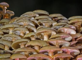 ΑΧΕΠΑ: Σε σοβαρή κατάσταση ζευγάρι που κατανάλωσε μανιτάρια – Οι αρχές προειδοποιούν τους πολίτες