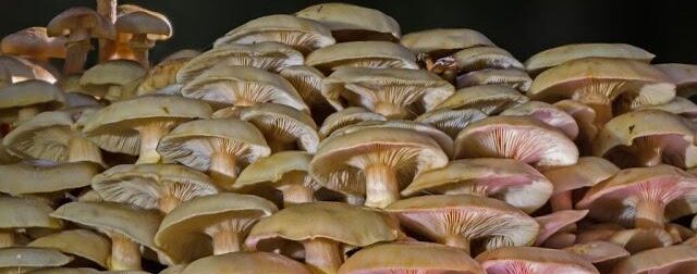 ΑΧΕΠΑ: Σε σοβαρή κατάσταση ζευγάρι που κατανάλωσε μανιτάρια – Οι αρχές προειδοποιούν τους πολίτες