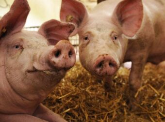 Γιατί οι Εβραίοι και οι μουσουλμάνοι δεν τρώνε χοιρινό;