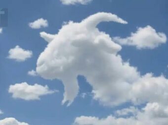 Είδες πρώτα μια χελώνα ή μια κατσίκα; – Τι αποκαλύπτει αυτό για το πώς λειτουργεί ο εγκέφαλός σου